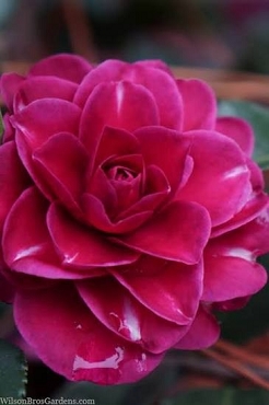 Camellia hiemalis 'Purple Haze' - Camellia